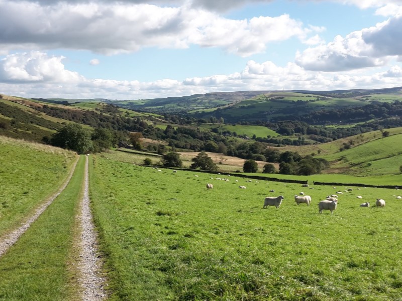 How history can help conserve old grasslands History Live
