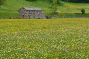 hay_meadow