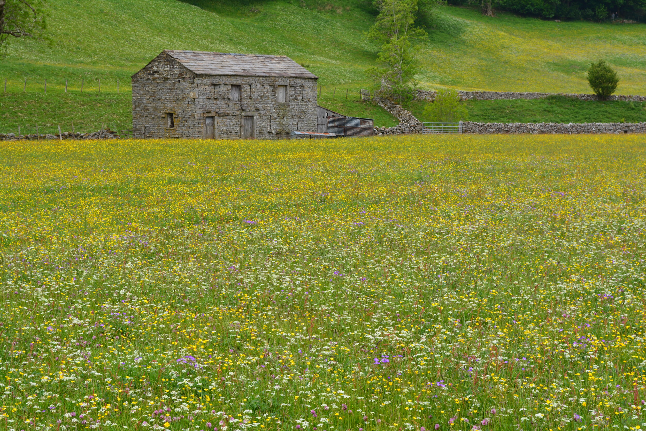hay_meadow